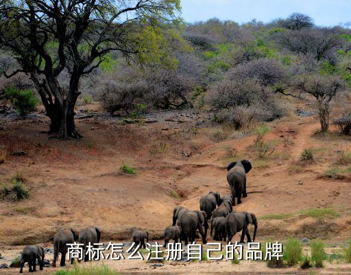 怎么注冊自己的品牌,商標(biāo)局不接受申請注冊商標(biāo)流程:1流程