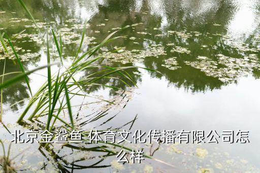 北京金鯊魚 體育文化傳播有限公司怎么樣